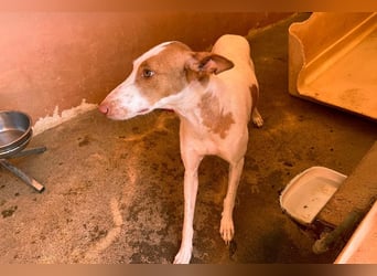 Sanfte Podenco Hündin Paz sucht ihre Menschen