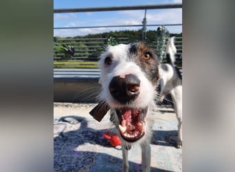 Keks sucht seine 2te Chance