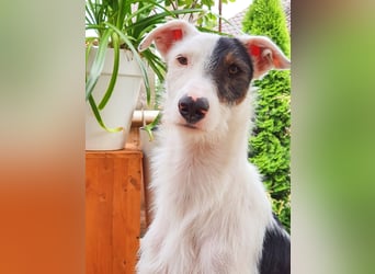 Keks sucht seine 2te Chance