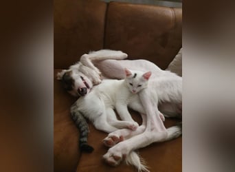 Keks sucht seine 2te Chance