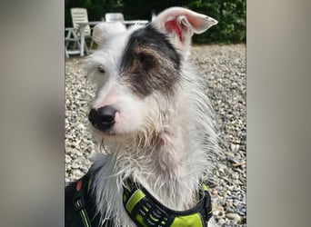 Keks sucht seine 2te Chance