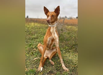 Manchuela - ein energiegeladenes Spaßpaket