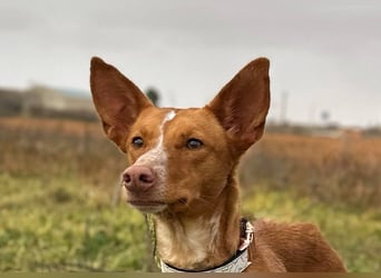Manchuela - ein energiegeladenes Spaßpaket