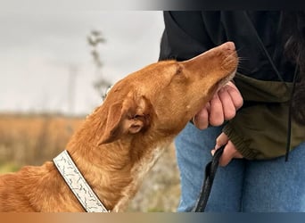 Manchuela - ein energiegeladenes Spaßpaket