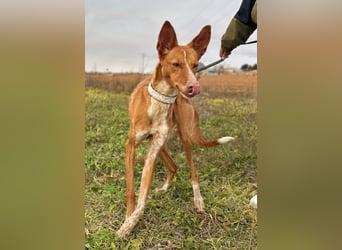 Manchuela - ein energiegeladenes Spaßpaket