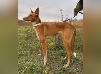 Manchuela - ein energiegeladenes Spaßpaket