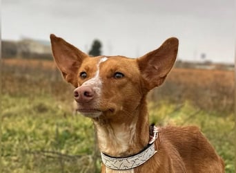 Manchuela - ein energiegeladenes Spaßpaket