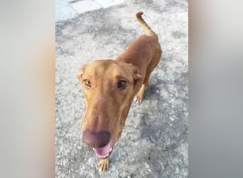 Kane, seit 18 Monaten unsichtbar im Tierheim