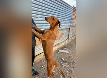 Kane, seit 18 Monaten unsichtbar im Tierheim