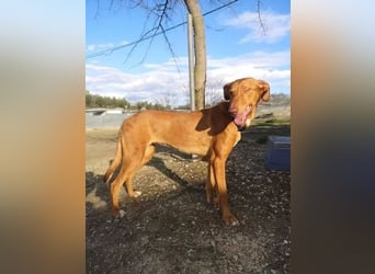 Kane, seit 18 Monaten unsichtbar im Tierheim