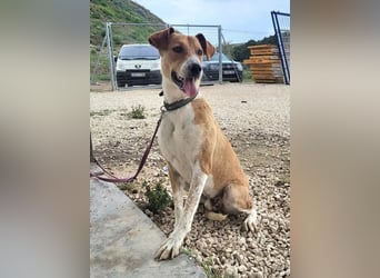 Neko ,junger Podenco-Mix sucht sein Glück