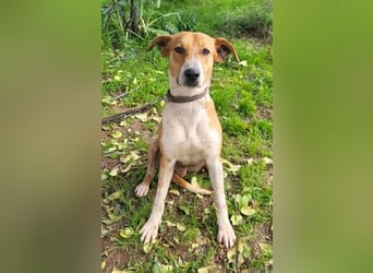 Neko ,junger Podenco-Mix sucht sein Glück