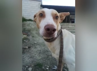 Newton ,Zarter Podenco auf der Suche nach seiner zweiten Chance