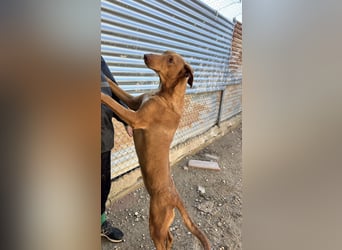 Kane, über 18 Monate unsichtbar im Tierheim