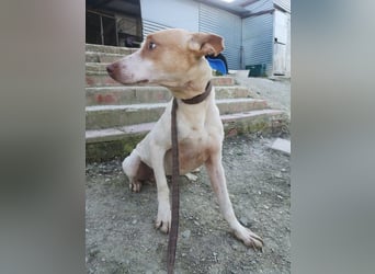 Newton, hofft auf ein eigenes Körbchen