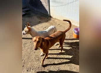 Kane, seit 18 Monaten unsichtbar im Tierheim