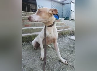 Newton ,Zarter Podenco auf der Suche nach seiner zweiten Chance