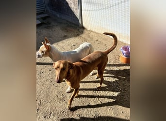 Kane, über 18 Monate unsichtbar im Tierheim