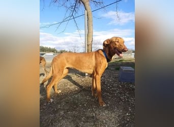 Kane, seit 18 Monaten unsichtbar im Tierheim