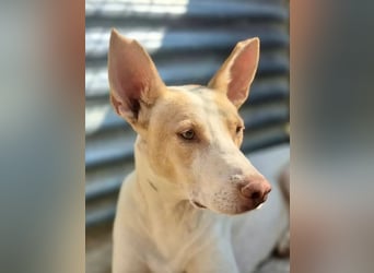 Newton ,Zarter Podenco auf der Suche nach seiner zweiten Chance