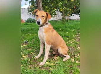 Neko ,junger Podenco-Mix sucht sein Glück