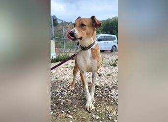 Neko ,junger Podenco-Mix sucht sein Glück