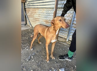 Kane, über 18 Monate unsichtbar im Tierheim