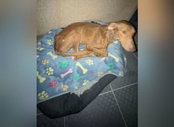 Kane, seit 18 Monaten unsichtbar im Tierheim