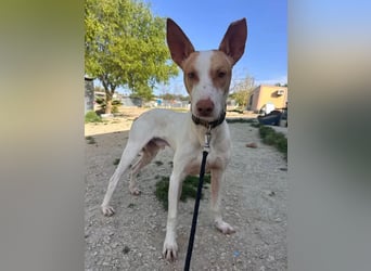 Newton ,Zarter Podenco auf der Suche nach seiner zweiten Chance