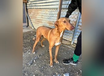 Kane, seit 18 Monaten unsichtbar im Tierheim