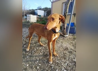 Kane, seit 18 Monaten unsichtbar im Tierheim