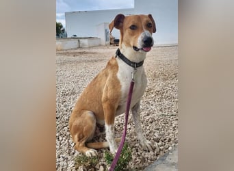 Neko ,junger Podenco-Mix sucht sein Glück