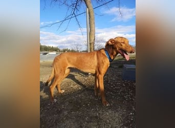 Kane, seit 18 Monaten unsichtbar im Tierheim