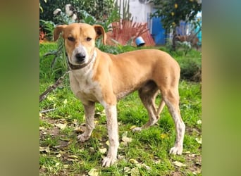 Neko ,junger Podenco-Mix sucht sein Glück