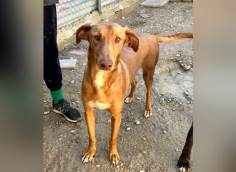 Kane, seit 18 Monaten unsichtbar im Tierheim