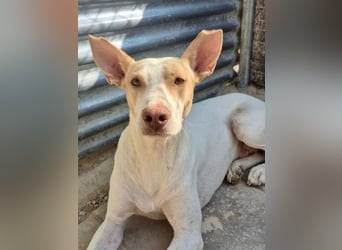 Newton ,Zarter Podenco auf der Suche nach seiner zweiten Chance