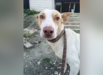 Newton ,Zarter Podenco auf der Suche nach seiner zweiten Chance