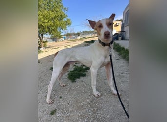 Newton, hofft auf ein eigenes Körbchen