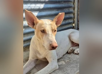 Newton ,Zarter Podenco auf der Suche nach seiner zweiten Chance