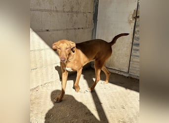 Kane, über 18 Monate unsichtbar im Tierheim