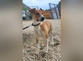 Neko ,junger Podenco-Mix sucht sein Glück