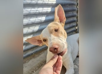 Newton ,Zarter Podenco auf der Suche nach seiner zweiten Chance