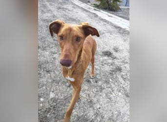 Kane, seit 18 Monaten unsichtbar im Tierheim