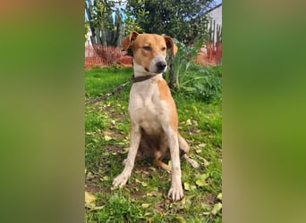 Neko ,junger Podenco-Mix sucht sein Glück