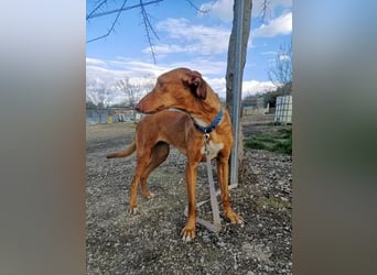 Kane, seit 18 Monaten unsichtbar im Tierheim