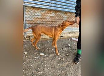 Kane, seit 18 Monaten unsichtbar im Tierheim