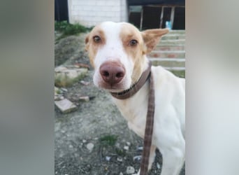 Newton, hofft auf ein eigenes Körbchen