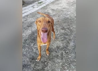 Kane, seit 18 Monaten unsichtbar im Tierheim