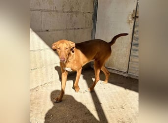 Kane, seit 18 Monaten unsichtbar im Tierheim