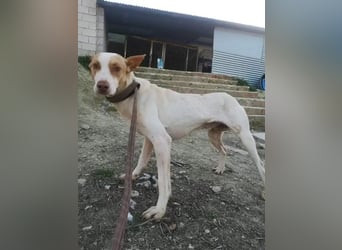 Newton ,Zarter Podenco auf der Suche nach seiner zweiten Chance
